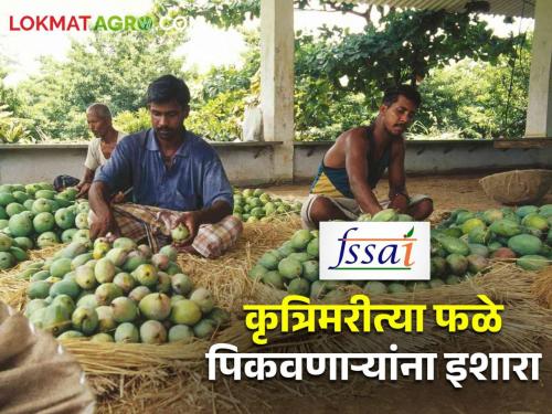 Latest news Don't grow mango and other fruits artificially, otherwise take action, warns FSSAI | कृत्रिमरीत्या फळे पिकवू नका, अन्यथा कारवाई, एफएसएसएआयचा विक्रेते, व्यापाऱ्यांना इशारा