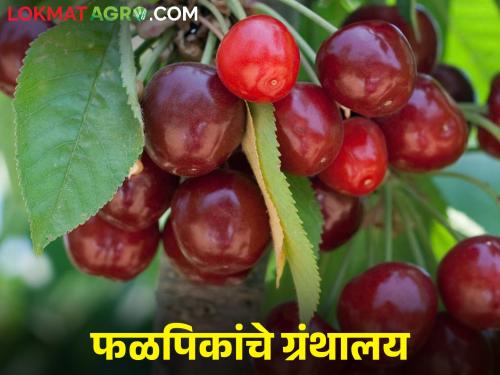 What is grown in the farm, than what is sold in the market | शेतीत काय पिकतंय, त्यापेक्षा बाजारात काय विकतंय