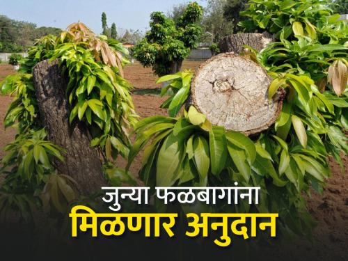 Rs 20,000 subsidy per hectare for rejuvenation of old fruit orchards, how to apply? | जुन्या फळबागांच्या पुनरूज्जीवनासाठी हेक्टरी वीस हजार रुपये अनुदान मिळणार, कसा कराल अर्ज?