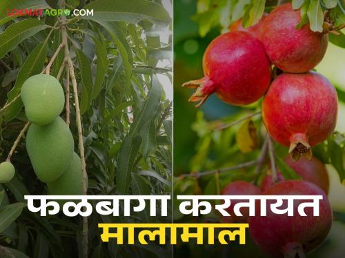 Farmers in Satara district produce mangoes, pomegranates and grapes got good income | सातारा जिल्ह्यात शेतकरी आंबा, डाळिंब अन् द्राक्ष बागांमधून मालामाल