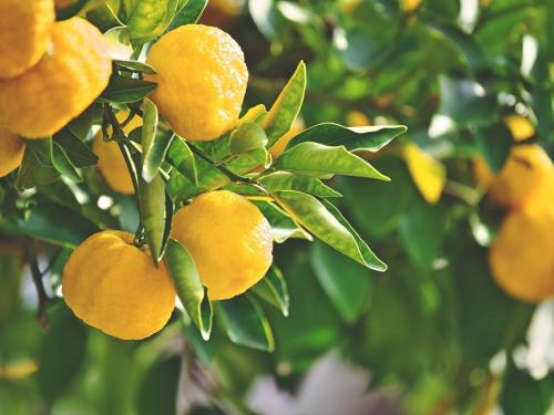 Latest News Management of fungal and insect infestations on citrus fruit crops | Citrus Fruits Management : लिंबूवर्गीय फळपिकांवर बुरशी व किटकांचा प्रादुर्भाव, असे करा व्यवस्थापन