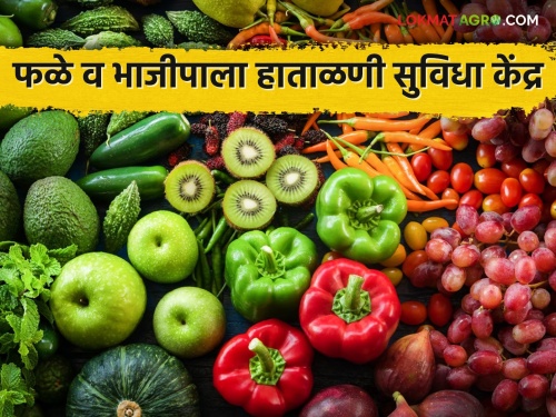 Latest News Fruit and vegetable handling facility center for farmers in chatrapati sambhajinagar | शेतकऱ्यांसाठी फळे व भाजीपाला हाताळणी सुविधा केंद्र, जूनपासून केंद्र खुले होणार 