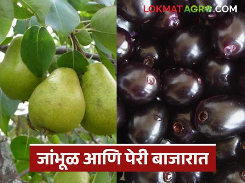 latest news Jamun Pear Fruit Market: Jamun and pear prices in the fruit market; Read the details of price changes | Jamun Pear Fruit Market : फळबाजारात जांभूळ आणि पेरीचा तडका; दर बदलाचे संकेत वाचा सविस्तर