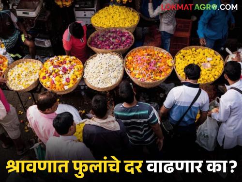 latest news flower market How will the prices of flowers be in month of Shravan Know in detail | Flower Market : श्रावण महिन्यात फुलांचे भाव कसे राहतील? जाणून घ्या सविस्तर 