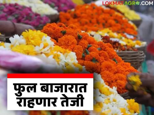 Rains cause damage to flower farming; arrivals are low, prices will increase just before the festival | पावसामुळे फुलशेतीचे नुकसान; आवक झाली कमी, सणाच्या तोंडावरच वाढणार भाव