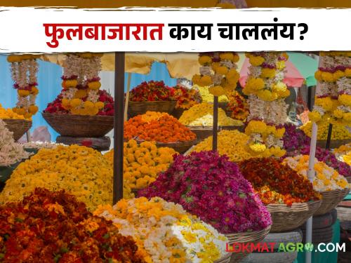 Latest News Due to weddings season demand and prices of flowers in market increased | Flowers Market : फुलबाजारात कुठल्या फुलाची चलती? आजचे फुलांचे दर पाहुयात