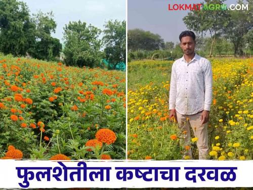 Latest News Earning 30 thousand rupees per month from selling zendu har fule, read in detail | Zendu Farming : फुलशेतीने संसार सावरला, हार विक्रीतून महिन्यात 'इतके' रुपये कमाई, वाचा सविस्तर 