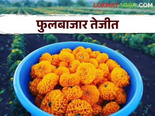 Ganaraya steps to the flower growers, the flower market will remain booming for a week | फूल उत्पादकांना गणराया पावला आठवडाभर फुल बाजारात राहणार तेजी