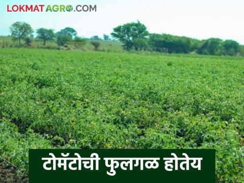 Latest News Tomato Fulgal Read in detail what is solution for flower blight in tomato crop | Tomato Fulgal : टोमॅटो पिकातील फुलगळ कशामुळे होते, उपाय काय करावे? वाचा सविस्तर 