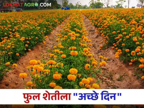 Floriculture: Flower producing farmers are getting cash money | Floriculture : फुल उत्पादक शेतकऱ्यांना मिळतोय नगदी पैसा