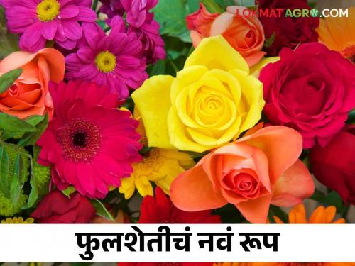 Fulsheti: This new technology can increase your income while doing floriculture | Fulsheti : फुलशेती करताय ह्या नवीन तंत्रज्ञानामुळे वाढू शकतं तुमचं उत्पन्न