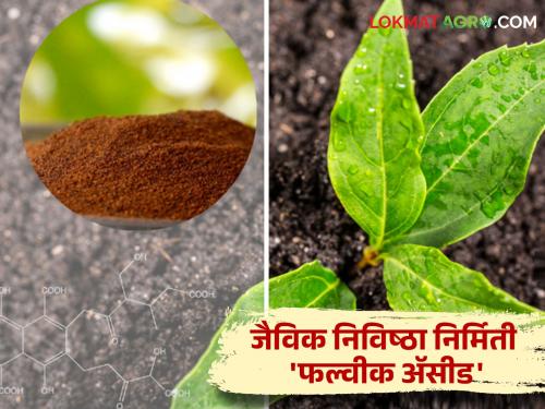 Fulvic acid liquid mixture can be made at home but how? | Fulvic Acid फल्वीक अॅसीड द्रावण घरच्या घरी बनवता येतं पण कसे?