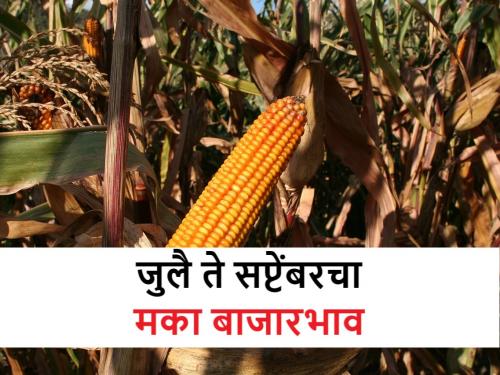 Maize future price: How will the maize market price from July to September? find out | Maize future price: जुलै ते सप्टेंबरपर्यंत कसा राहिल मका बाजारभाव? जाणून घ्या