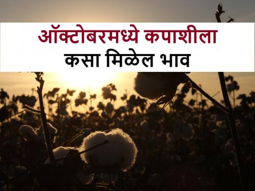 Future Cotton Market Price: How much market price will your cotton get in October? know more | Future Cotton Market Price: ऑक्टोबरमध्ये तुमच्या कपाशीला किती हजाराचा भाव मिळणार? जाणून घ्या