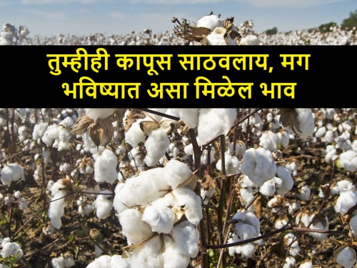 what will be future cotton market rates in Akola, Nagpur, Maharashtra markets | साठवलेल्या कापसाने सुटलीय खाज, एप्रिलमध्ये चढेल का दरवाढीचा साज