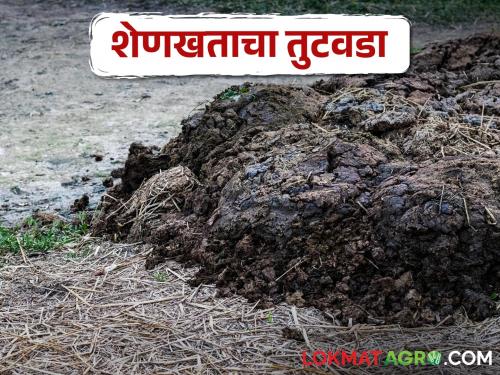 Livestock decreased, shortage of cow dung in rural areas.. Good price is getting | पशुधन घटले, ग्रामीण भागात शेणखताचा तुटवडा.. मिळतोय चांगला भाव