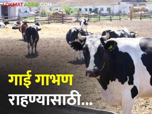 When should a cow or calf be impregnated to stay pregnant? Learn in detail | गाई किंवा कालवड गाभण रहाण्यासाठी त्यांना केव्हा भरून घ्यावे? जाणून घ्या सविस्तर