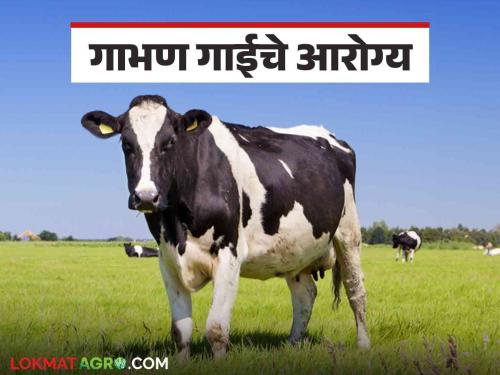 Latest News Dairy Management How to take care of pregnant cow's health Know in detail | Dairy Management : पशुपालकांनो! गाभण गायीच्या आरोग्याची काळजी कशी घ्याल? जाणून घ्या सविस्तर