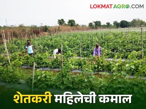 latest News success story of farmer woman with B.Sc agri in Gadchiroli district | Agri Success Story : एका वर्षात तीन पिके; 9 लाखांचे उत्पादन, गडचिरोलीच्या शेतकरी महिलेची कमाल