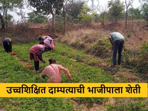 Latest News MA, Ded holders husband-wife successful vegetable farming with in Gadchiroli district | Success Story : एमए, डीएडधारक उच्चशिक्षित नवरा-बायकोची भाजीपाला शेतीत कमाल, वाचा सविस्तर