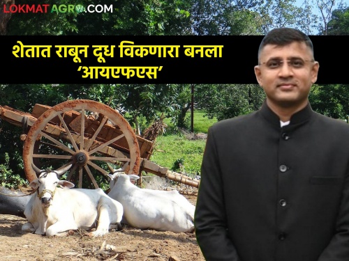 Latest News Milk seller farmer son working as 'IFS' in Gadchiroli district | Success Story : शेतात राबून भाजीपाला अन् दूधही विकलं, आयएफएस परीक्षेत राज्यातून प्रथम