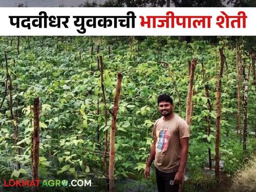 Latest News Graduate youth of Gadchiroli flourished vegetable farming read in details | Success Story : गडचिरोलीच्या पदवीधर युवकाने फुलवली चवळीची शेती, वाचा कसं केलं व्यवस्थापन!