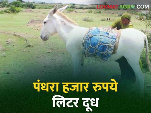 It's amazing to hear! Fifteen thousand rupees donkey milk in Akhara Balapur | ऐकावे ते नवलच! आखाडा बाळापुरात गाढविणीचे दूध पंधरा हजार रुपये लिटर