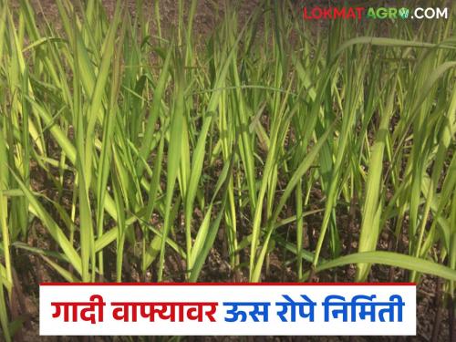 How to prepare sugarcane seedlings on a raised bed at low cost? Learn in detail | कमी खर्चात गादी वाफ्यावर कशी तयार कराल उसाची रोपे? जाणून घ्या सविस्तर
