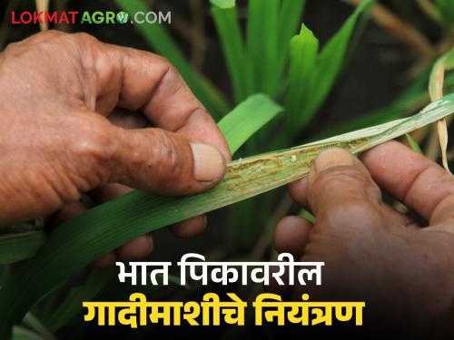 Latest News Paddy Crop Management how to manage Pest control of paddy crop  | Paddy Crop Management : भात पिकावर गादमाशीचा प्रादुर्भाव, असे करा नियंत्रण?