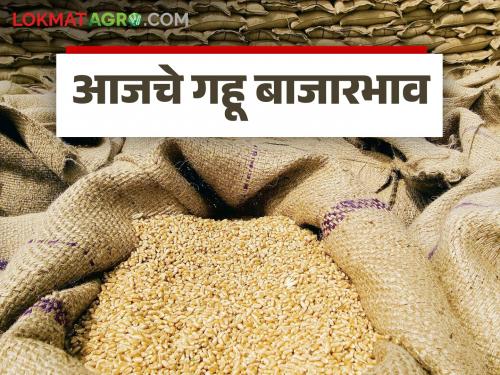 Latest News Gahu Market Wheat got the highest price in this district of maharashtra today, read in detail | Gahu Market : राज्यातील 'या' जिल्ह्यात आज गव्हाला सर्वाधिक दर मिळाला, वाचा सविस्तर 