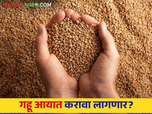 Wheat Export: Wheat export decreased during the year  | Wheat Export : वर्षभरात गव्हाची निर्यात घटली 