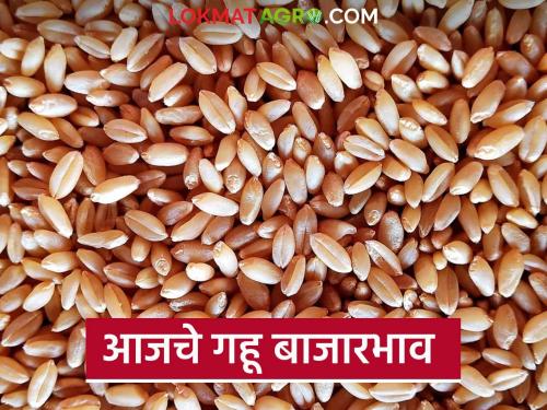 latest News gahu market see local and sharbati gahu market in Mumbai and Pune | Gahu Market : मुंबई बाजारात लोकल अन् पुण्यात शरबती गव्हाला काय दर मिळतोय? 