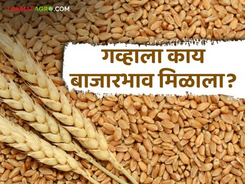 Latest News Gahu Bajarbhav sharbati and local wheat fetches highest market price in market yards see details | Gahu Bajarbhav: बाजारात 'या' गव्हाला मिळतोय सर्वाधिक बाजारभाव, वाचा आजचे बाजारभाव