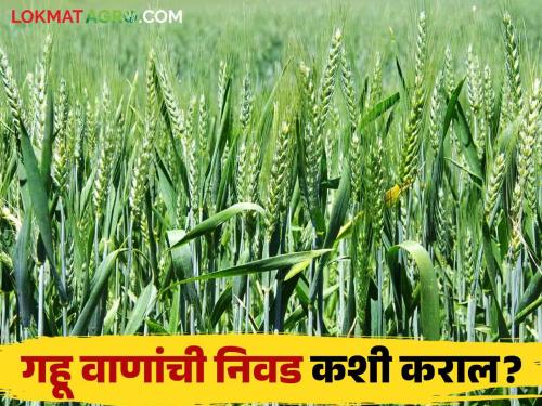 Gahu Lagwad : How to choose wheat varieties according to sowing period | Gahu Lagwad : पेरणीच्या कालावधीनुसार कशी कराल गव्हाच्या वाणांची निवड