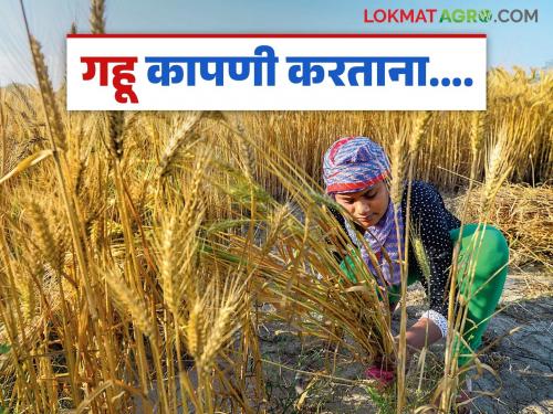 latest New gahu khadhani Keep these things in mind during wheat harvest, know in detail | Gahu Kadhani : गहू काढणीच्यावेळी 'या' गोष्टी हमखास लक्षात ठेवा, जाणून घ्या सविस्तर 