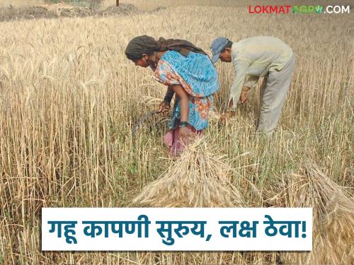 Latest News wheat crop greatest risk from this threat know how to protect wheat from farm fire | Gahu Kadhani : 'हे' केलं नाहीतर गहू पीक आगीत नष्ट झालंच म्हणून समजा, वाचा सविस्तर