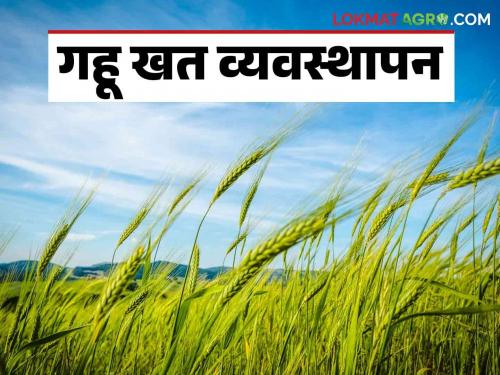 Latest News Gahu Khat Vyasthapan Understand Fertilizer Management for More Wheat Production, Read Detailed | Gahu Khat Vyasthapan : गव्हाच्या अधिक उत्पादनांसाठी खत व्यवस्थापन समजून घ्या, वाचा सविस्तर