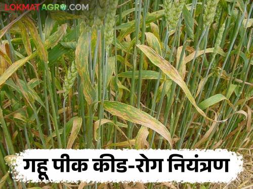 Latest News Wheat Crop Management How to control pests including carp disease on wheat crop Know in detail  | Wheat Crop Management : गहू पिकावरील करपा रोगासह किडींचे नियंत्रण कसे करावे? जाणून घ्या सविस्तर 