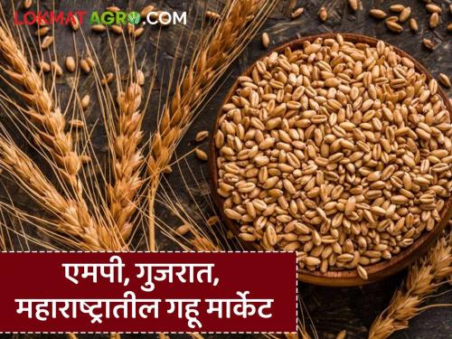 Latest News gahu market see wheat prices in MP, Gujarat, Maharashtra Know in detail | Gahu Market : एमपी, गुजरात, महाराष्ट्रात गव्हाचे दर कसे आहेत? जाणून घ्या सविस्तर 