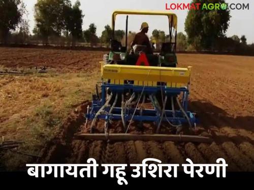 Latest News Wheat Farming Late sowing of wheat is recommended till the end of December read details | Wheat Farming : 'या' तारखेपर्यंत करा बागायती उशिरा गव्हाची पेरणी, अन्यथा... जाणून घ्या सविस्तर 