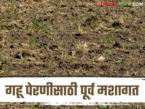 Latest News Wheat Farming Importance of pre-cultivation, seed selection to seeding process for sowing wheat, read in detail  | Wheat Farming : गहू पेरणीसाठी पूर्व मशागत, बियाणे निवड ते बीजप्रक्रियेचे महत्व, वाचा सविस्तर 