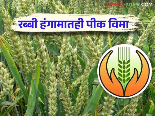 Latest News Rabbi Pik Vima Crop insurance for farmers even in Rabi season at one rupee, know in detail  | Rabbi Pik Vima : शेतकऱ्यांना रब्बी हंगामातही एक रुपयात पीक विमा, जाणून घ्या सविस्तर 