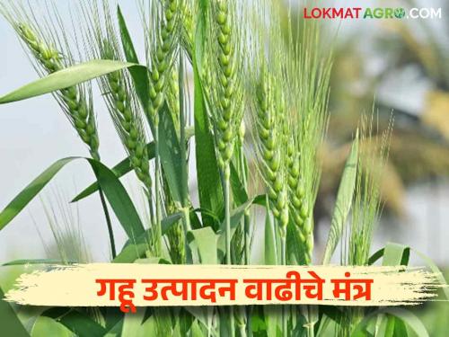 Gahu Lagwad : Make such changes in plantation management to increase the yield of wheat crop | Gahu Lagwad : गहू पिकाचे उत्पादन वाढविण्यासाठी लागवड व्यवस्थापनात असे करा बदल