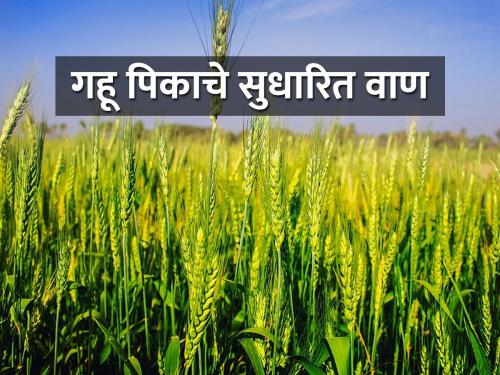 Which variety of wheat will you choose for sowing? | गहू पेरणीसाठी कोणते वाण निवडाल?