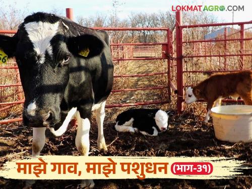 What causes contagious abortion in cows and buffaloes and how can it be prevented? | गाई-म्हशीतील संसर्गजन्य गर्भपात कशामुळे होतो व तो कसा टाळता येईल?