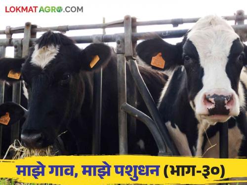 What causes non-communicable abortion in cows and buffaloes and how can it be prevented? Read in detail | Livestock Management : गाई म्हशीतील असंसर्गजन्य गर्भपात कशामुळे होतो आणि तो कसा टाळावा? वाचा सविस्तर