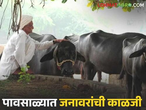 Latest News Animal Care In Rainy To prevent animals from getting sick during the monsoon see details | Animal Care In Rainy : पावसाळ्यात जनावरे आजारी पडू नये, म्हणून 'हे' 6 उपाय नक्की करा!