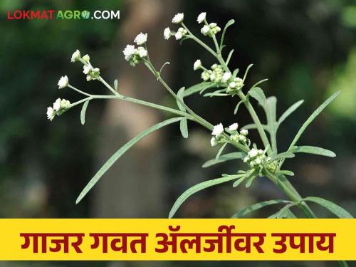 Farmers also take care to remove weed, allergy can be caused from this grass | शेतकऱ्यांनो गवत काढताय जरा जपून या गवतापासून होऊ शकते अॅलर्जी