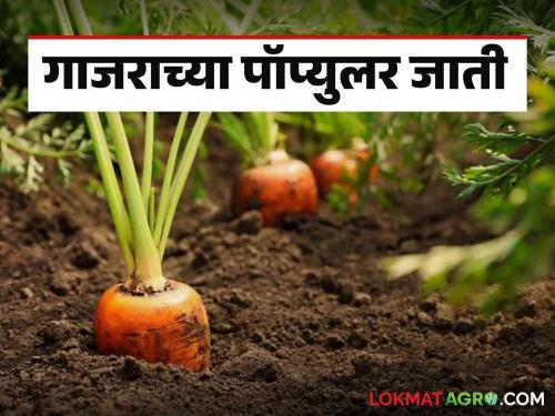 Gajar Lagwad : High yielding and early harvesting carrot varieties read in detail | Gajar Lagwad : अधिक उत्पादन देणाऱ्या व लवकर काढणीला तयार होणाऱ्या गाजराच्या जाती