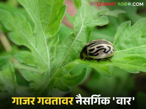 latest news Organic Weed Control: 'Zygogramma' weevils for carrot weed control are available for sale here. Read in detail. | Organic Weed Control : गाजर गवतावर नियंत्रणासाठी 'झायगोग्रामा' भुंगे विक्रीसाठी येथे आहेत उपलब्ध वाचा सविस्तर